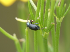 Phyllobius viridicollis