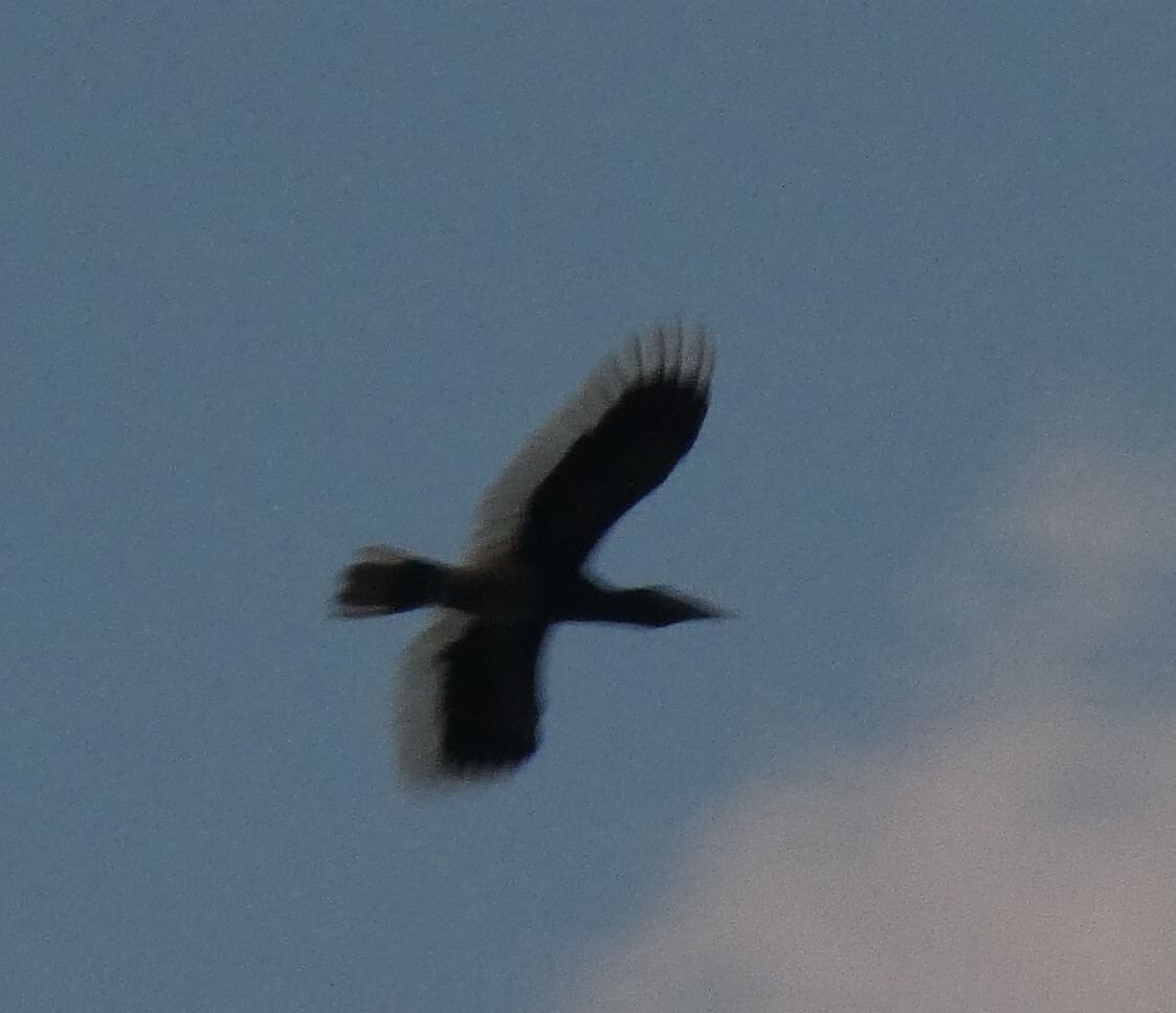 White-thighed Hornbill (Bycanistes albotibialis), photo 4