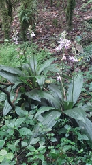 Calanthe sylvatica, photograph (c) Jakob Tougaard, some rights reserved (CC BY)