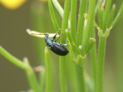 Phyllobius viridicollis