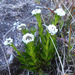 Falkland Rock-Cress - Photo (c) ilamarengo, some rights reserved (CC BY-NC), uploaded by ilamarengo