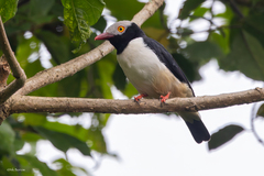 Red-Billed Helmetshrike photo 1