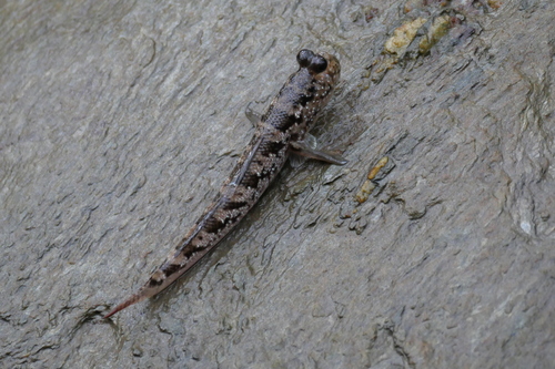 Malacca mudskipper (Periophthalmus malaccensis) — Gobiidae — 4