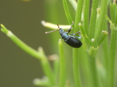 Phyllobius viridicollis