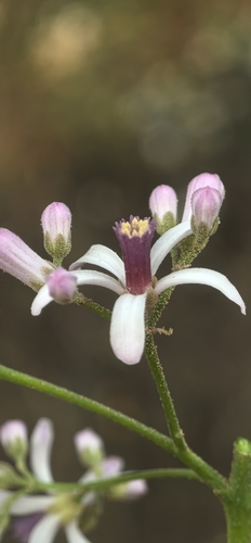 Chinaberry