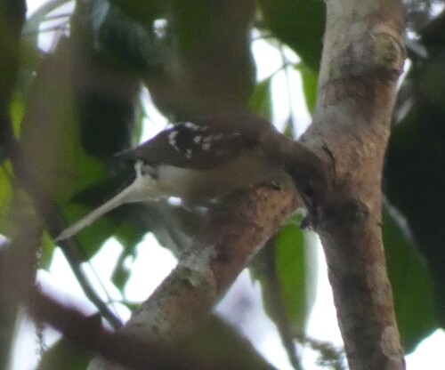Spotted Greenbul (Ixonotus guttatus), photo 5