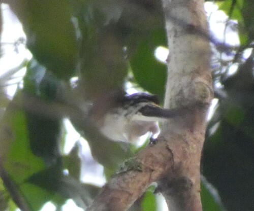 Spotted Greenbul (Ixonotus guttatus), photo 2