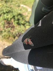 Zygaena exulans