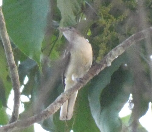 Spotted Greenbul (Ixonotus guttatus), photo 8