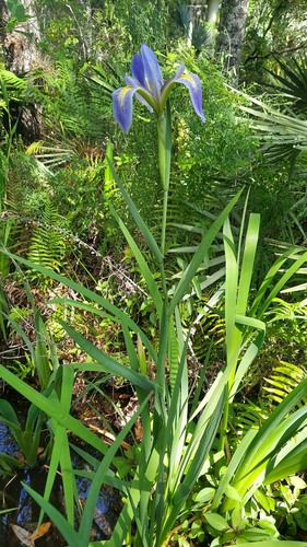 Image of Iris savannarum by (c) Athena Philips, some rights reserved (CC BY)