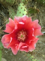 Opuntia × vaseyi