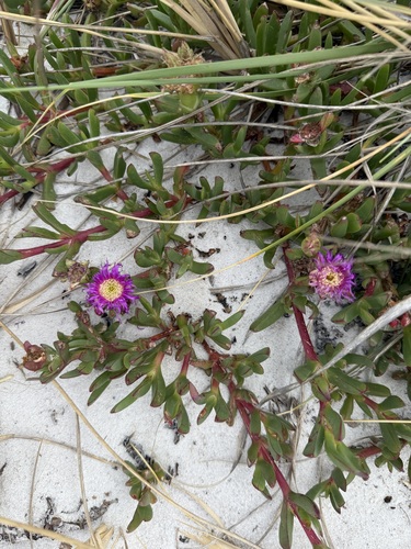 Angled Sea Fig (Carpobrotus aequilaterus)