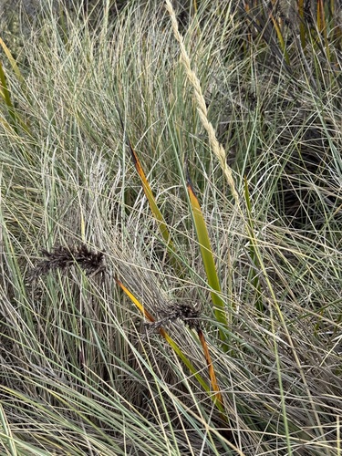 Image of Coast Sword-sedge by (c) sblumen, some rights reserved (CC BY)