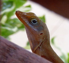 Barbuda Bush Anole photo 5