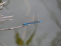 Paracercion v-nigrum