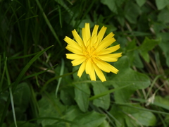 Aposeris foetida