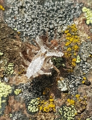 Phyllomorpha laciniata