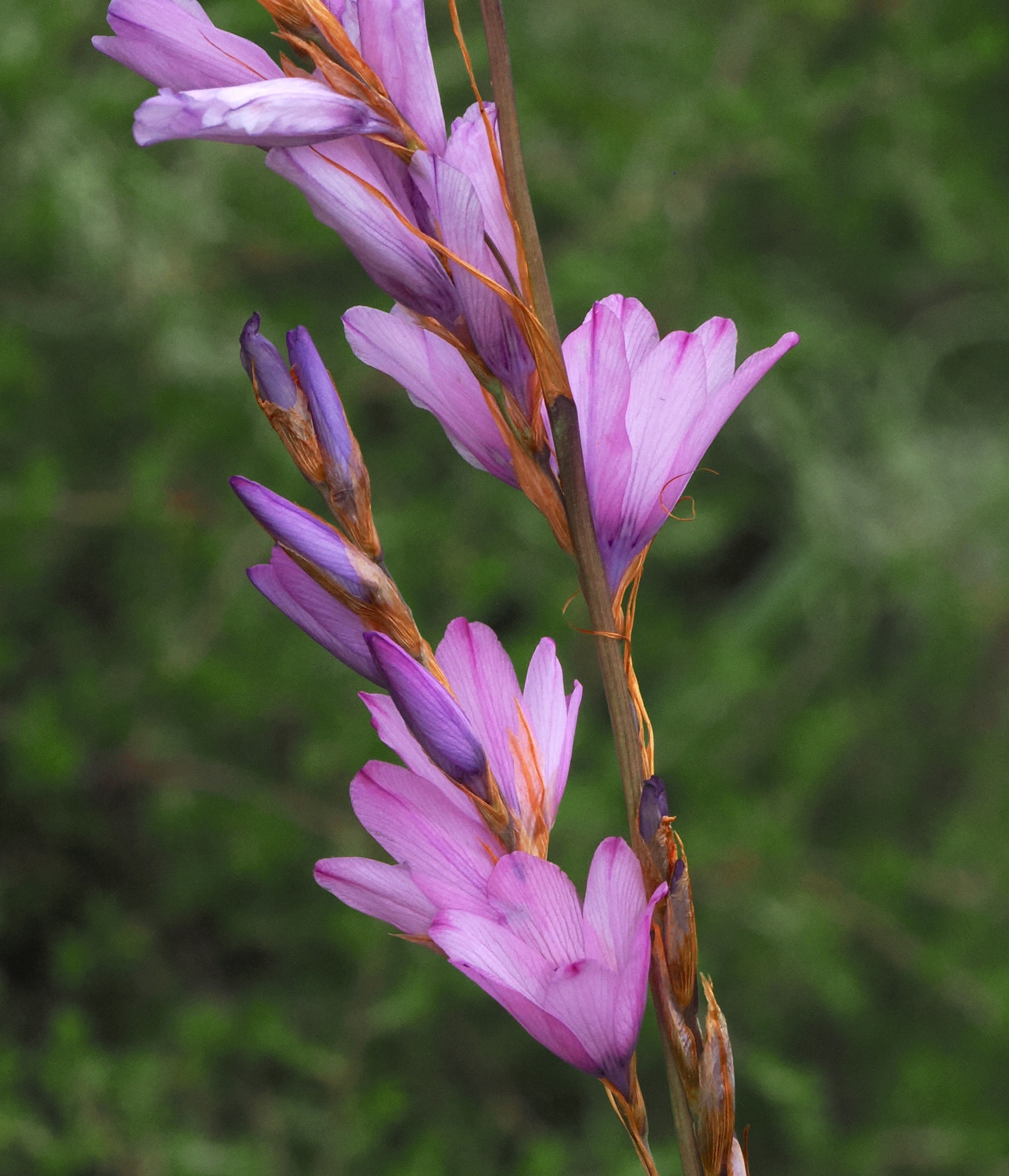 Dierama galpinii
