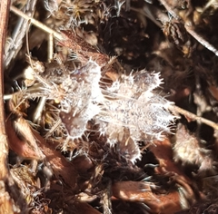 Phyllomorpha laciniata