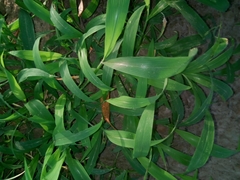Setaria barbata
