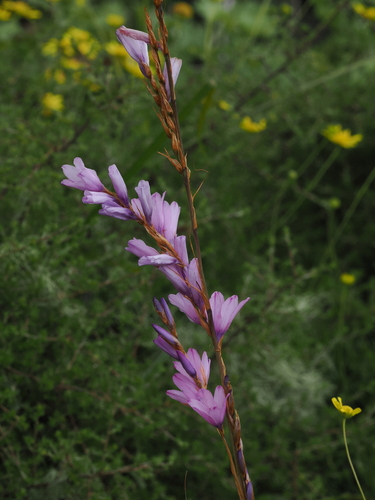 Image of Dierama Galpinii (Dierama galpinii) by (c) desertnaturalist, some rights reserved (CC BY)
