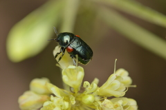 Saxinis saucia