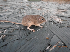 Chaetodipus hispidus