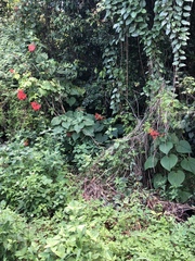 Clerodendrum speciosissimum