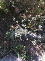 Seseli dichotomum