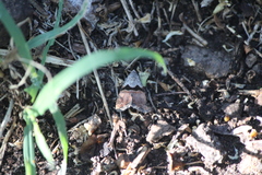 Cobubatha lixiva