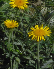 Pentanema montanum