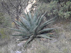 Agave asperrima