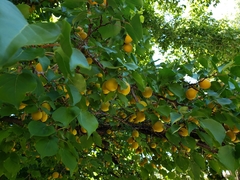 Prunus armeniaca