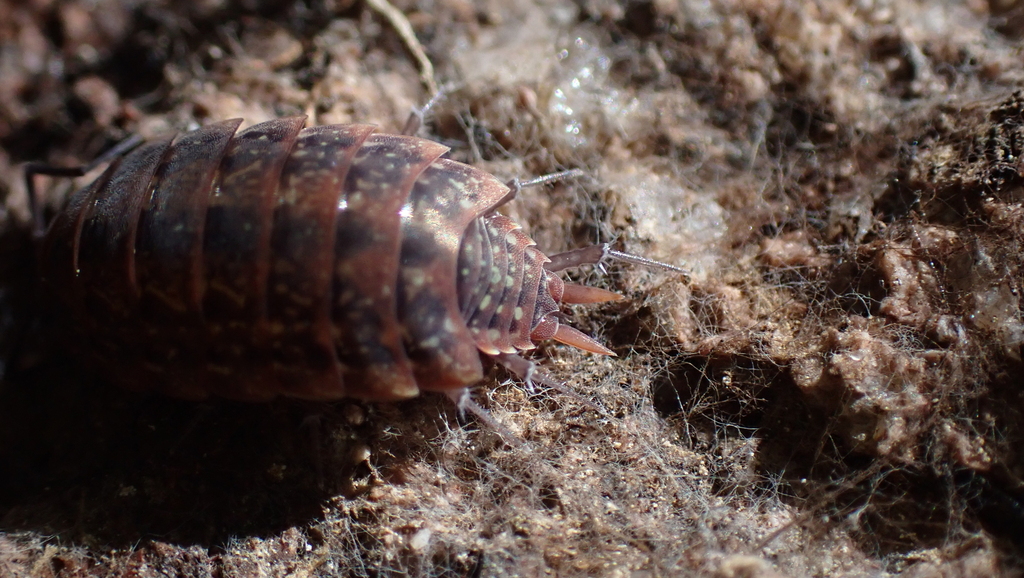 Tiroloscia corsica