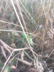 Bicolorana bicolor