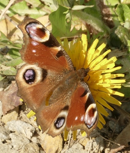 European peacock