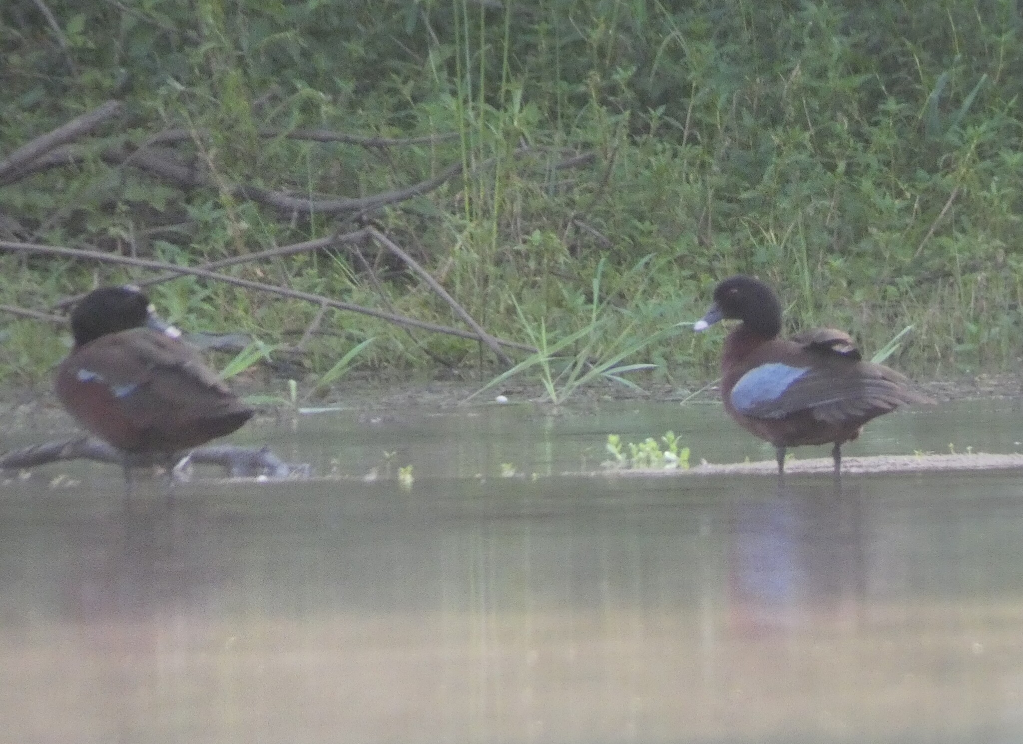 Hartlaub's Duck (Pteronetta hartlaubii), photo 5