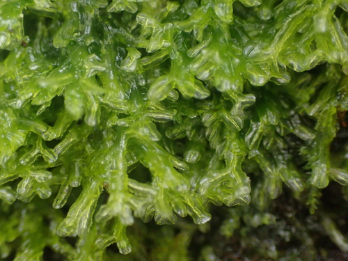 Image of Metzgeria conjugata by no rights reserved