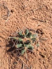 Coryphantha robustispina uncinata