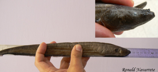 Esmeraldas banded knifefish (Gymnotus esmeraldas) — Gymnotidae