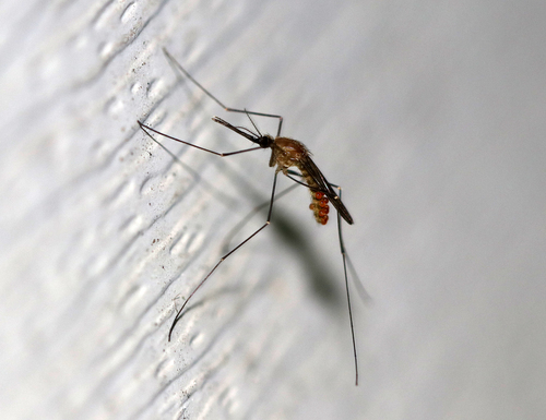 Common malaria mosquito photo 3