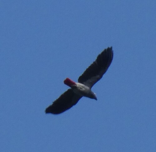 Gray Parrot