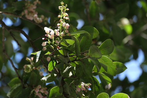 Vaccinium symplocifolium observed 2025-03-19