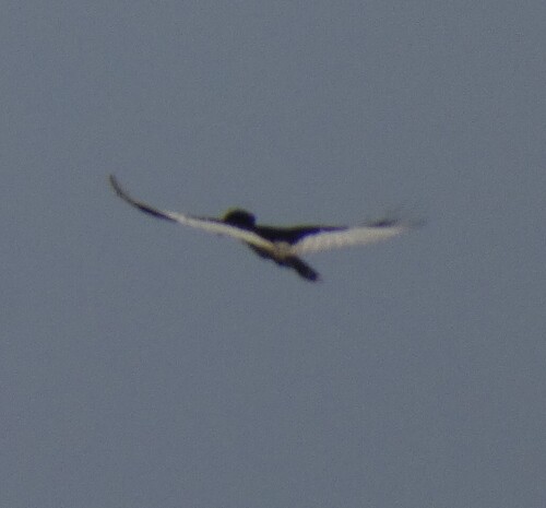 Piping Hornbill (Bycanistes fistulator)