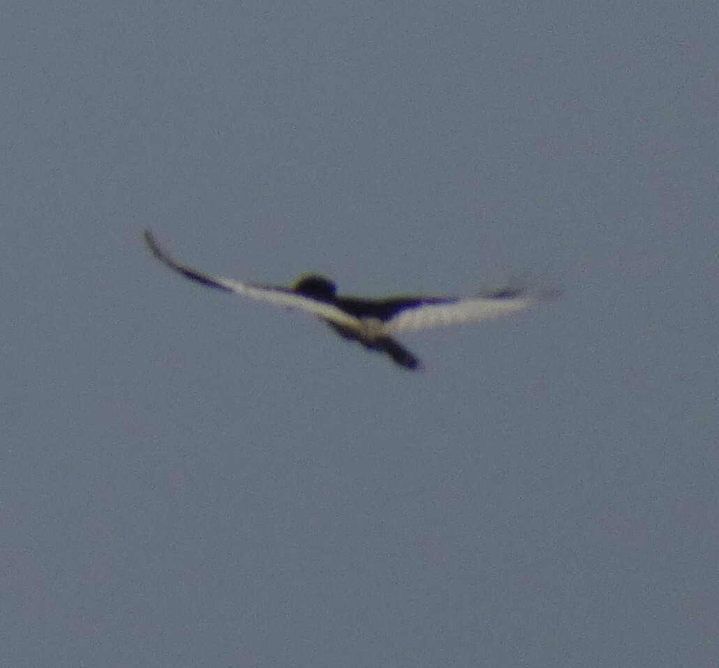 Piping Hornbill (Bycanistes fistulator), photo 1