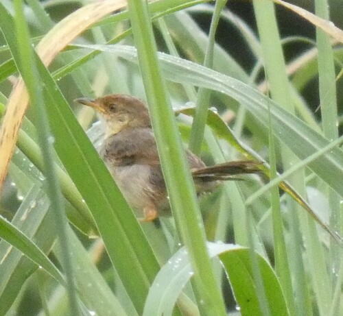 Red-faced Cisticola (Cisticola erythrops)