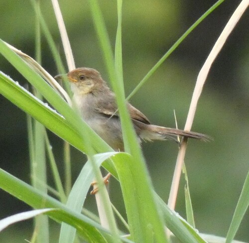 Red-faced Cisticola (Cisticola erythrops), photo 2