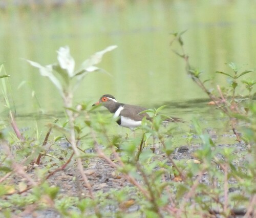Forbes's Plover (Thinornis forbesi), photo 10