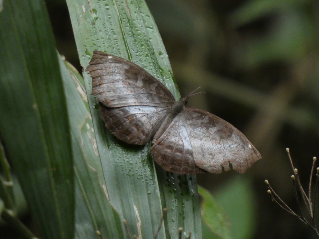 White-banded Castor