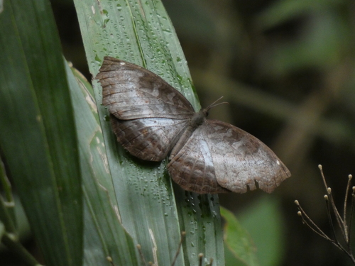 White-banded Castor